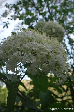 Inflorescence